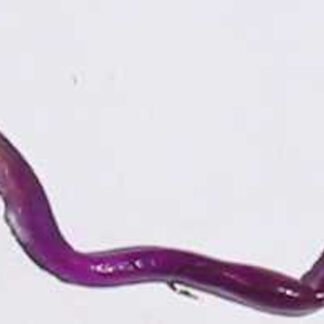 blue purple/chartreuse tail 6"