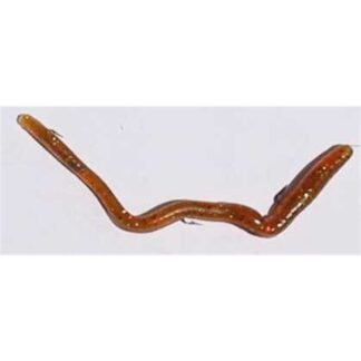 perch 6reg sq1000