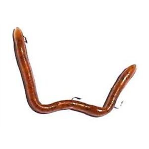 pumpkinseed 4reg sq1000