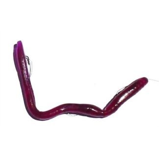 red+purple 6wdls sq1000